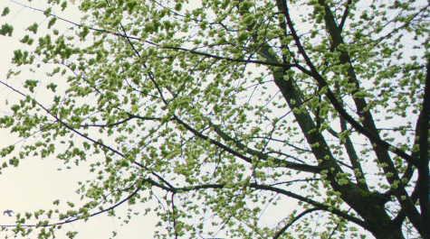 ULAC Environmental, Social & Governance Sustainability & Green Initiatives